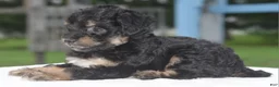 Toy Poodle dogs for sale: Molly - Ad 8