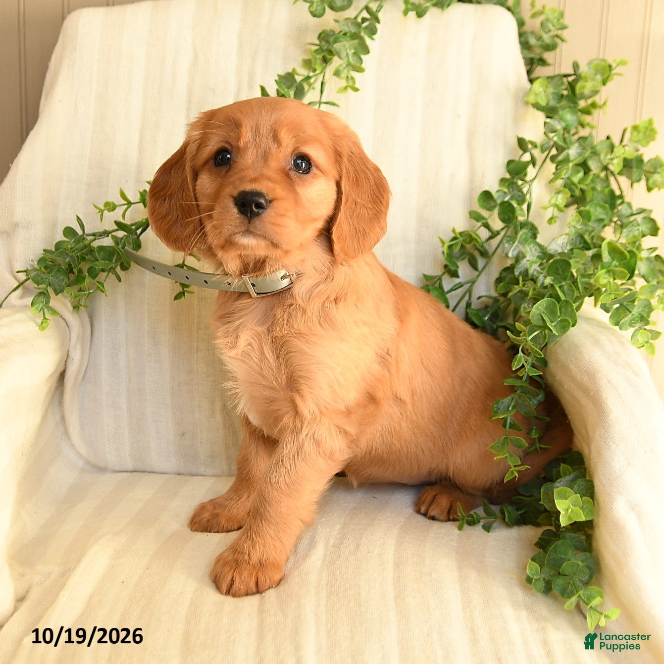 Miniature Golden Retriever dogs for sale: Mandy - Ad 2