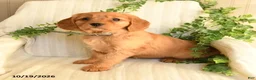Miniature Golden Retriever dogs for sale: Mandy - Ad 2