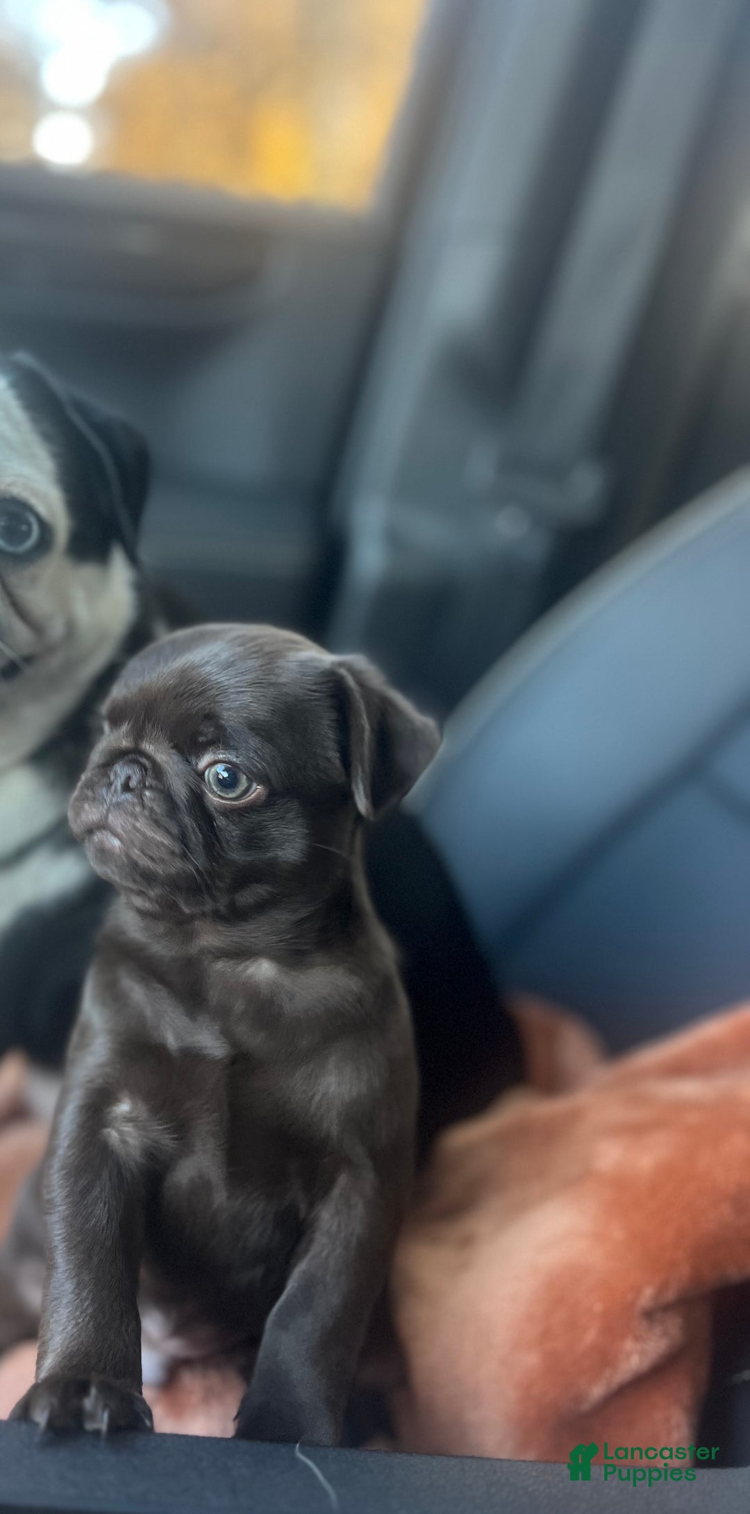 Pug dogs for sale: Chocolate  - Ad 3