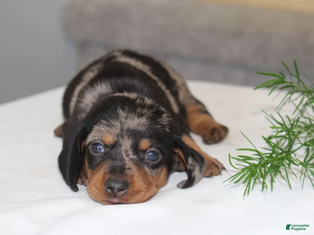 Miniature Dachshund dogs for sale: Olivia - Ad 2