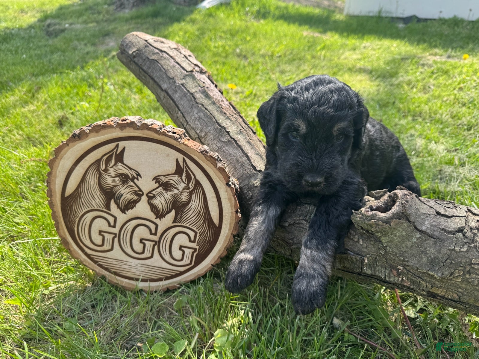 Giant Schnauzer dogs Phoenix  - Ad 1