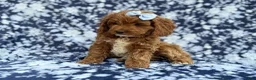 Cockapoo dogs for sale: Bella - Ad 2