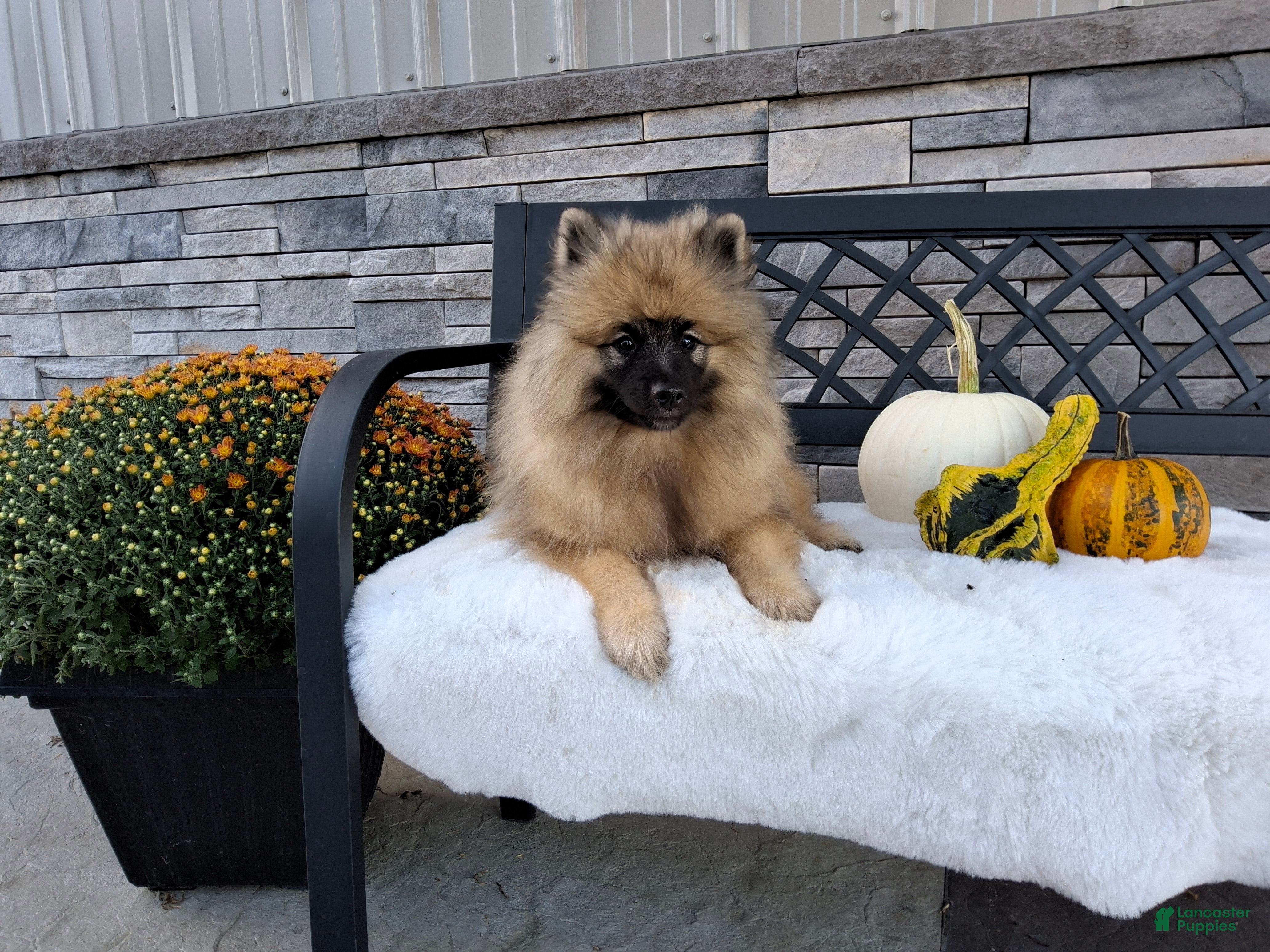 Keeshond dogs Callie - Ad 2