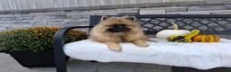 Keeshond dogs for sale: Callie - Ad 2