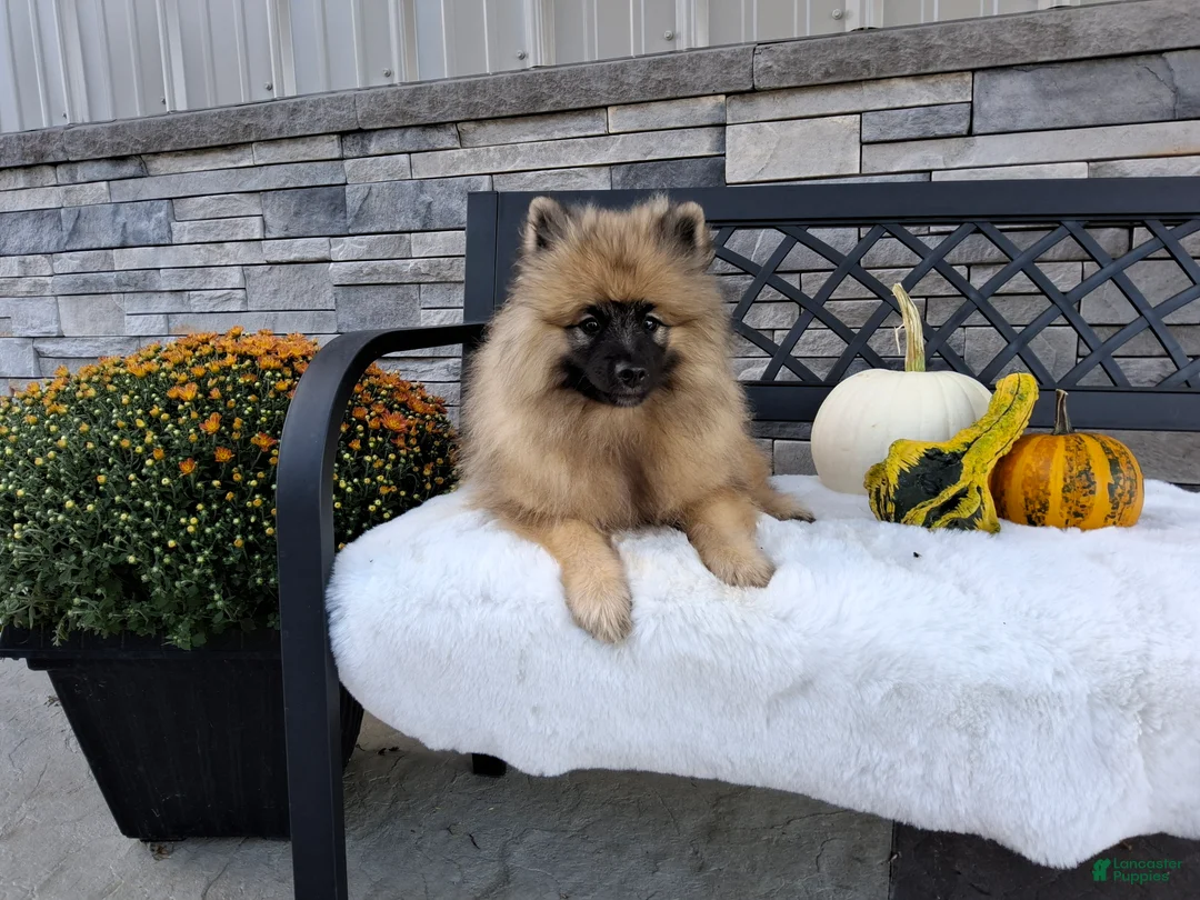 Keeshond dogs for sale: Callie - Ad 2