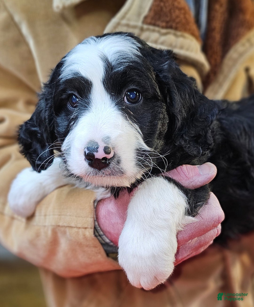 Bernedoodle dogs for sale: Bernedoodle Puppy 1 - Ad 10