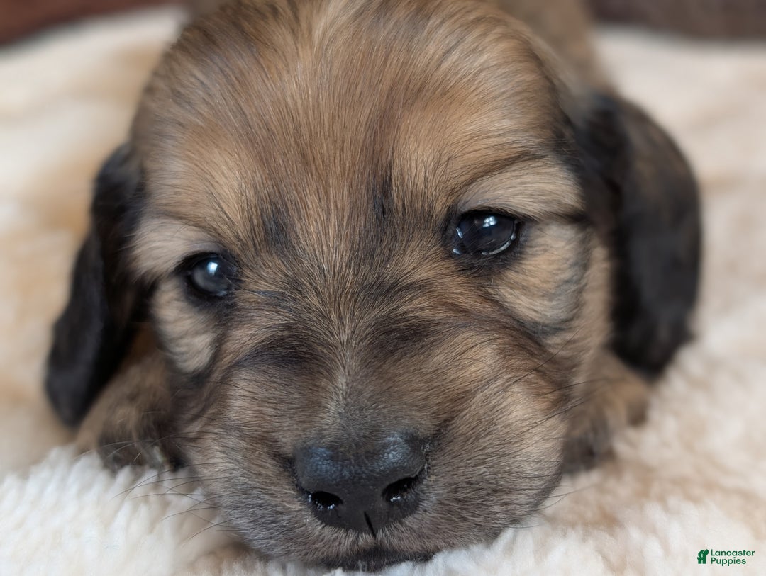 Miniature Dachshund dogs for sale: Hickory - Ad 8