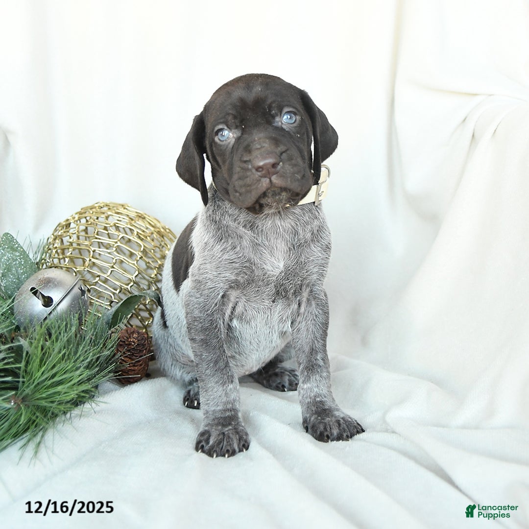 German Shorthaired Pointer dogs for sale: Dixie - Ad 3