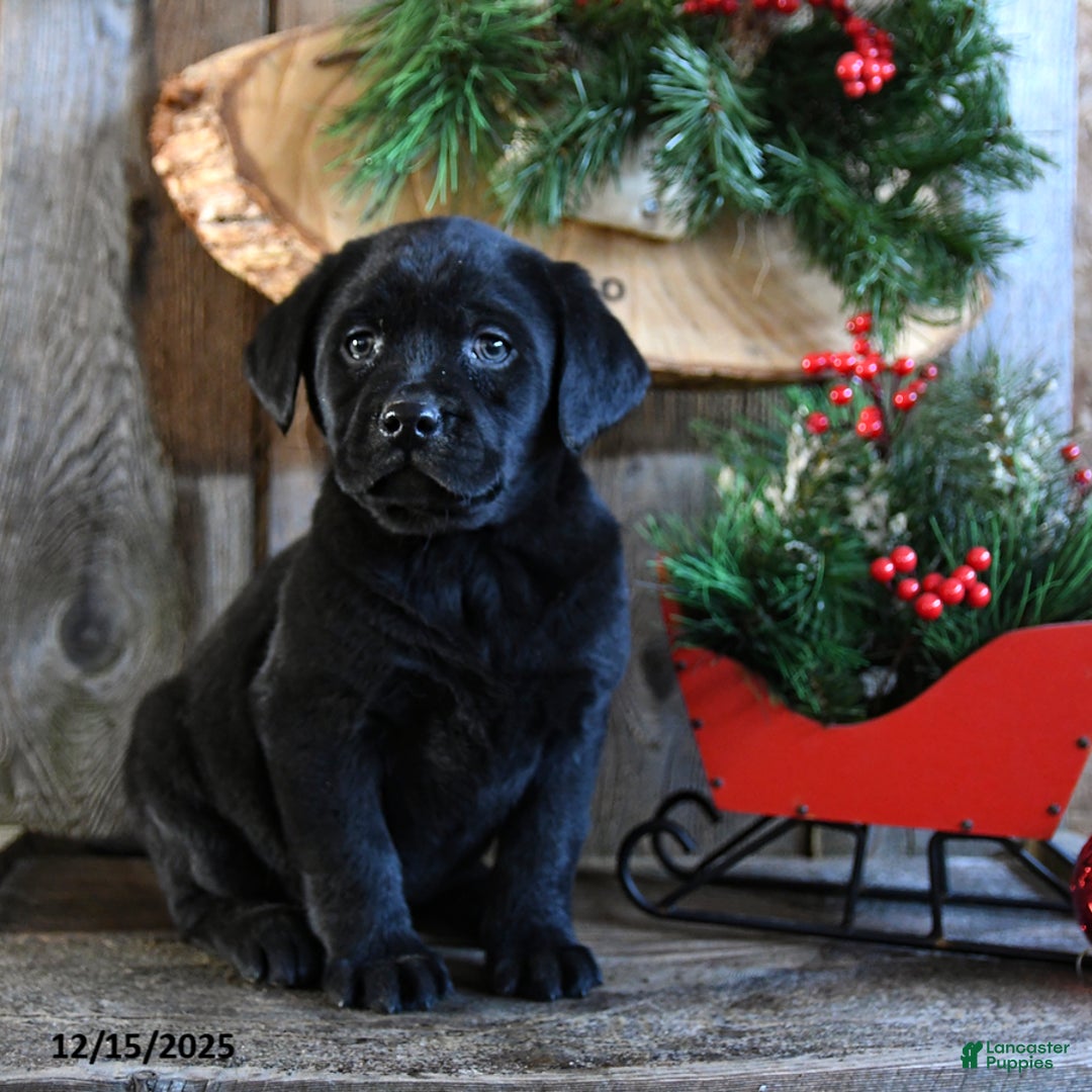 Labrador Retriever dogs for sale: Ripple - Ad 2