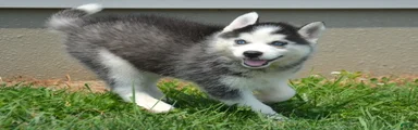 Harper Siberian Husky F