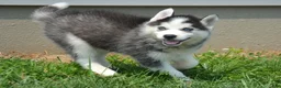 Siberian Husky dogs for sale: Harper Siberian Husky F - Ad 1