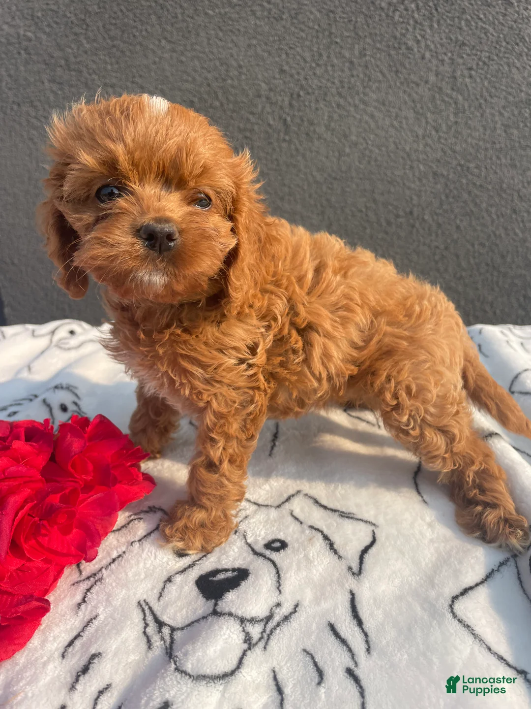 Mixed Breed dogs for sale: Raven - Ad 1