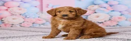 Mini Goldendoodle dogs for sale: Lilac - Ad 2