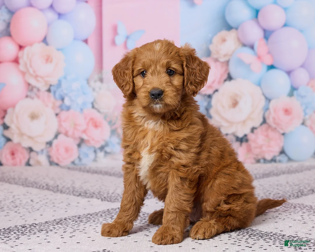 Mini Goldendoodle dogs for sale: Lilac - Ad 2