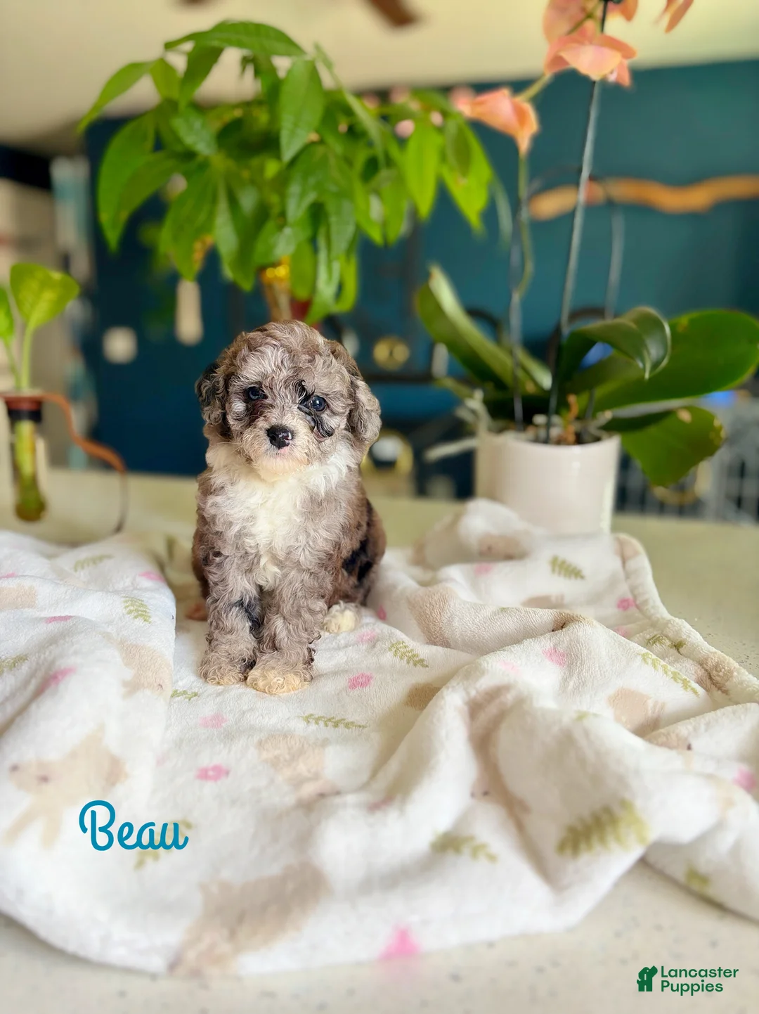 Toy Poodle dogs for sale: Toy Poodle 3 - Ad 1