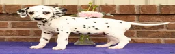 Dalmatian dogs for sale: Ike - Ad 4