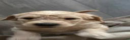 Double Doodle dogs for sale: River - F2 Double Doodle - Ad 35