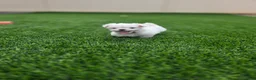 Maltese dogs for sale: 🐾 Adorable Male Maltese Puppy – Ready for His Forever Home! 🐾 - Ad 4
