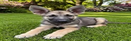 German Shepherd dogs for sale: Bonnie  - Ad 6