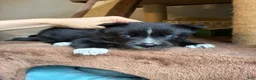 Pomsky dogs for sale: Five  - Ad 2