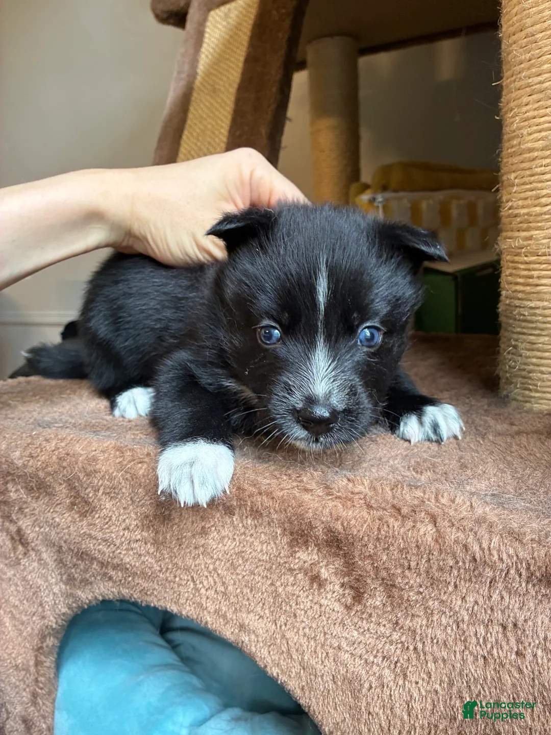 Pomsky dogs for sale: Five  - Ad 2