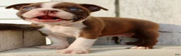 Boston Terrier dogs for sale: Raptor Male AKC Boston Terrier - Ad 5