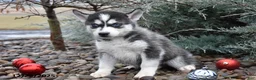 Siberian Husky dogs for sale: Flynn - Ad 2