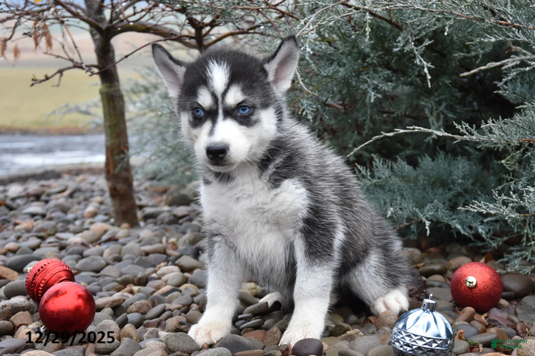 Siberian Husky dogs for sale: Flynn - Ad 2