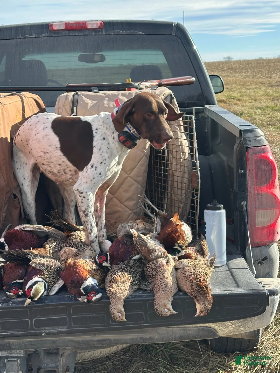 German Shorthaired Pointer dogs for sale: German Shorthaired Pointer 7 - Ad 2