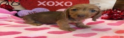 Miniature Dachshund dogs for sale: Dixie - Ad 4