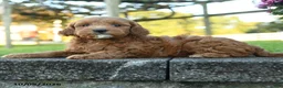Mini Goldendoodle dogs for sale: Lancelot - Ad 3