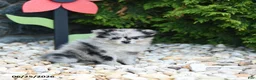 Pomeranian dogs for sale: Candy - Ad 3