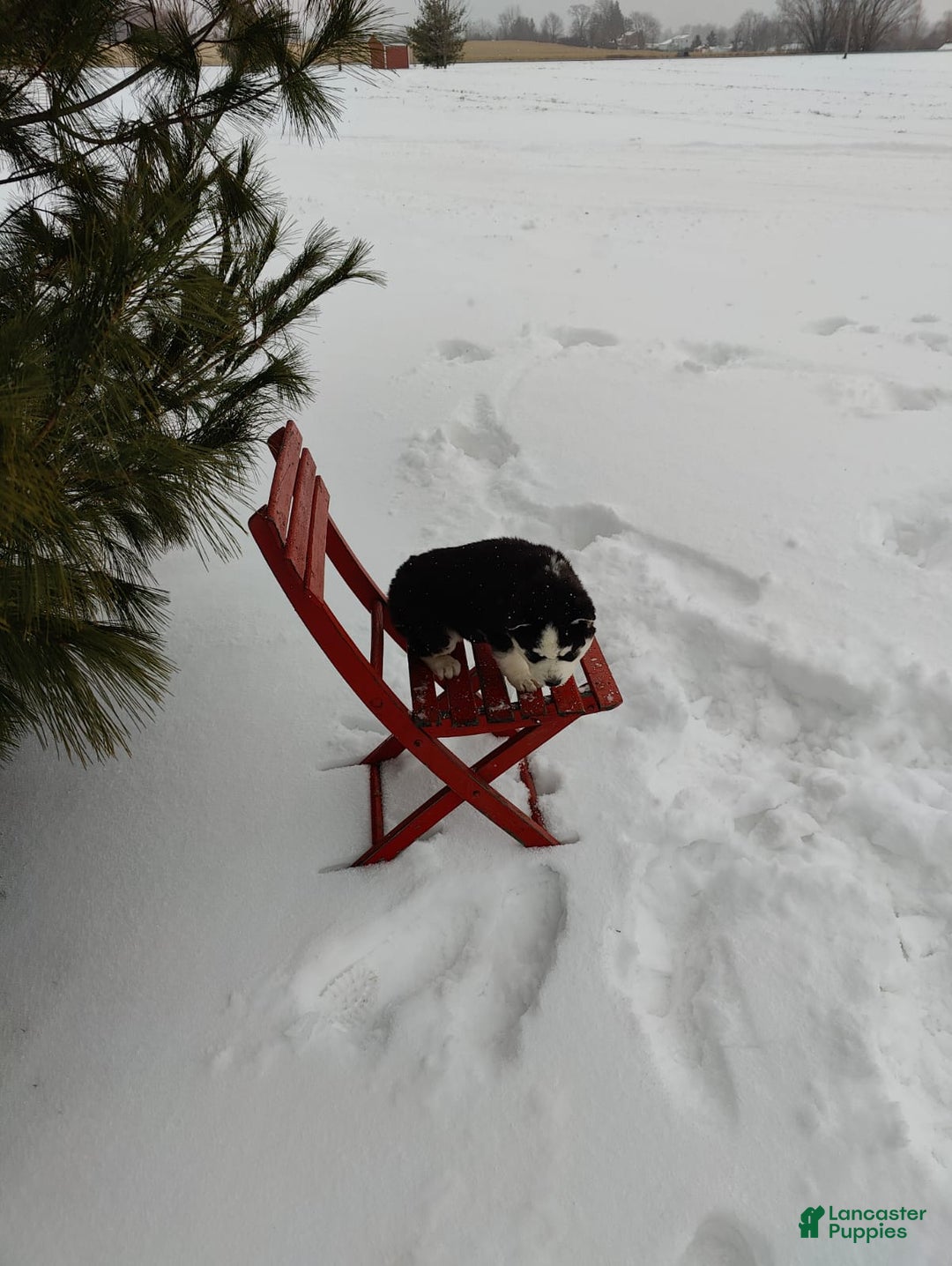 Siberian Husky dogs for sale: Prince Caspian - Ad 12