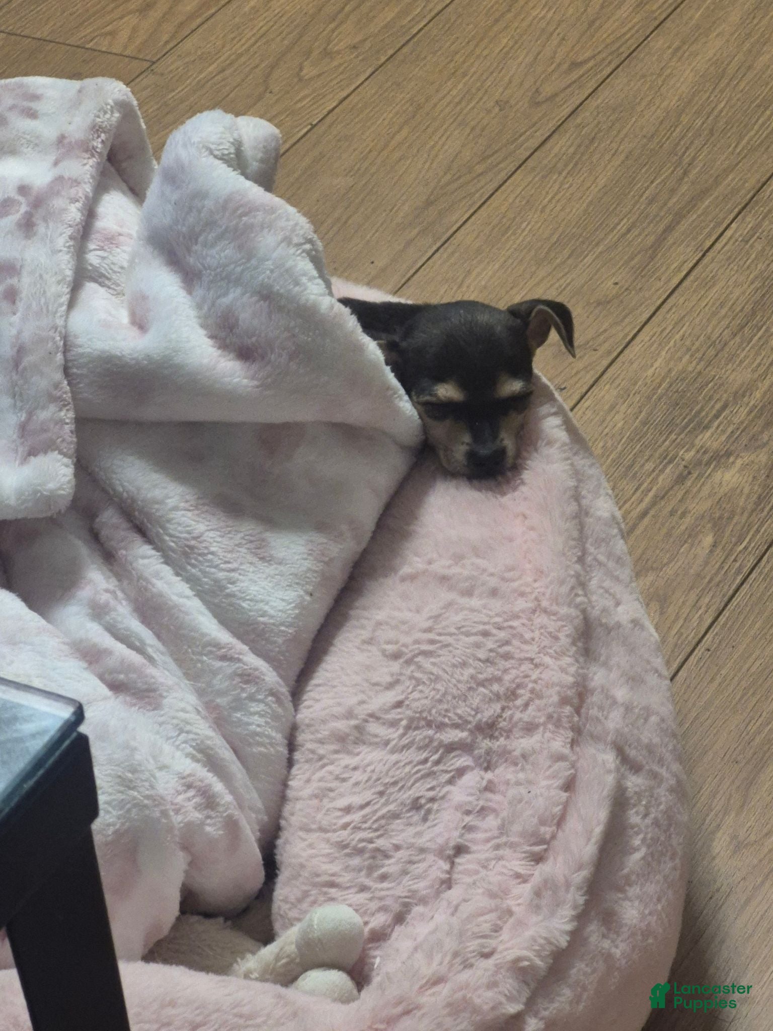 Chihuahua dogs Chihuahua 1 - Ad 4
