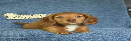 Miniature Dachshund dogs for sale: Jordan  - Ad 3