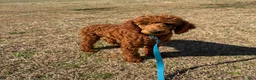 Miniature Poodle dogs for sale: Ian - Ad 3