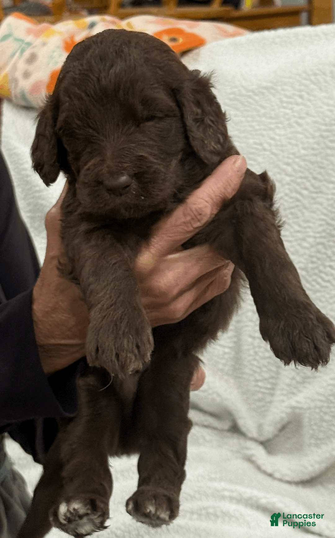 Goldendoodle dogs for sale: Green - Ad 1