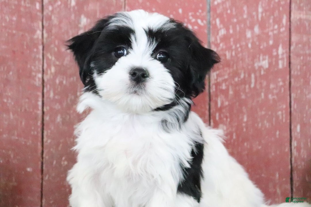 Teddy Bear dogs for sale: Lynsey - Ad 4