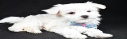 Maltese dogs for sale: Rex - Ad 2