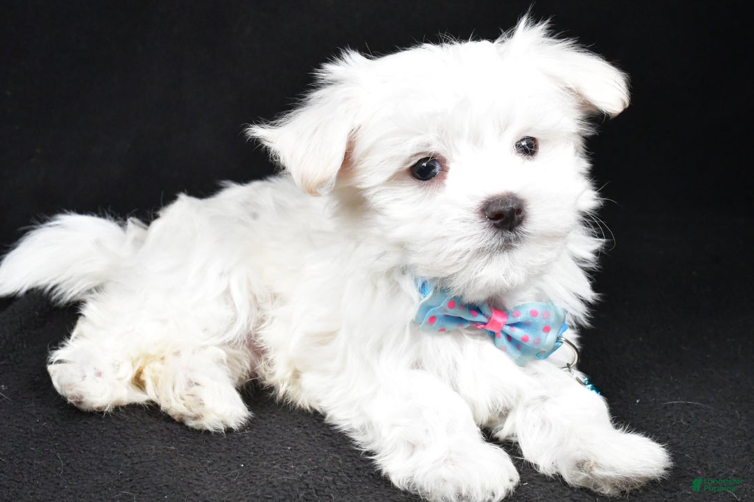 Maltese dogs for sale: Rex - Ad 2