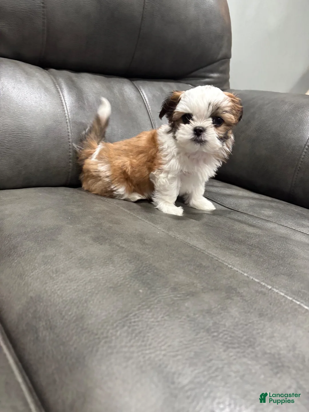 Shih Tzu dogs for sale: Tiny teacup  - Ad 2