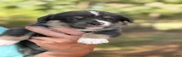 Mixed Breed dogs for sale: Bluie Full tail - Ad 14
