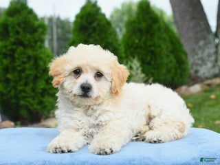 Bichpoo dogs - Ad 40