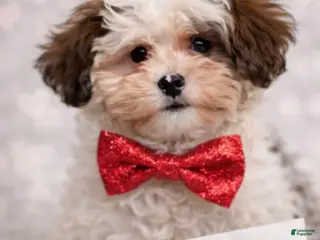 Shihpoo dogs Amore - Ad 3