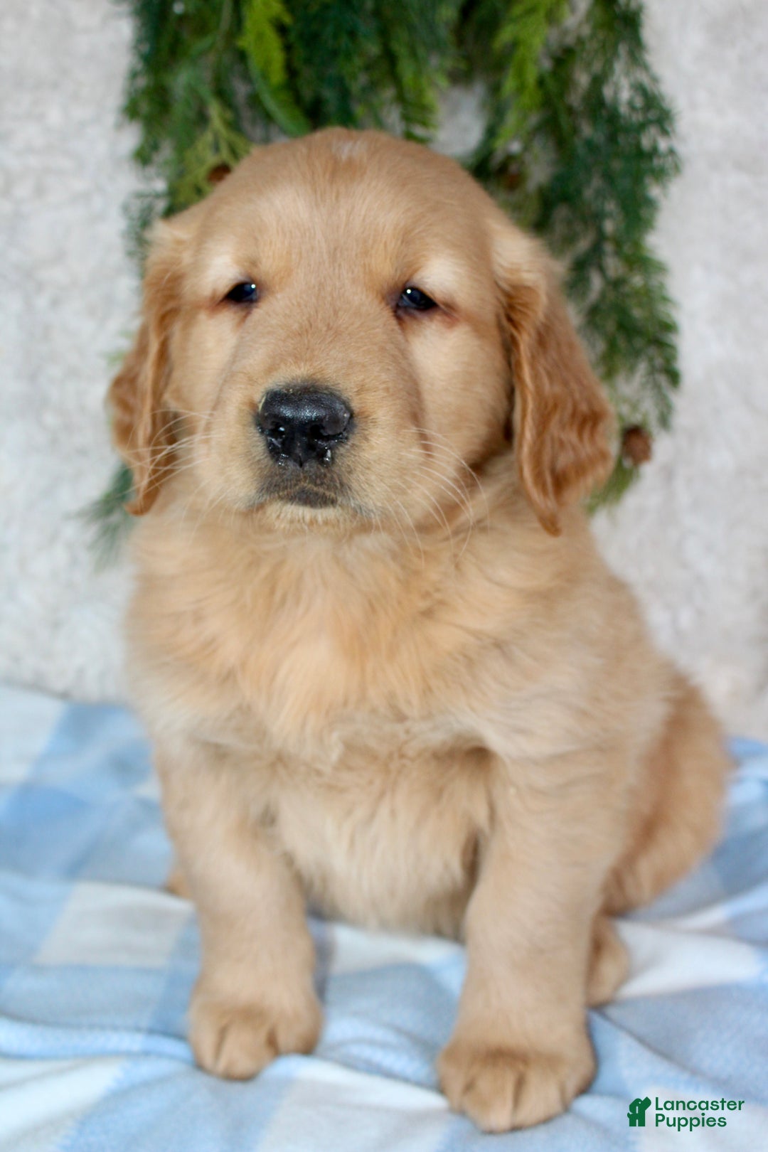 Golden Retriever dogs for sale: Buster - Ad 4
