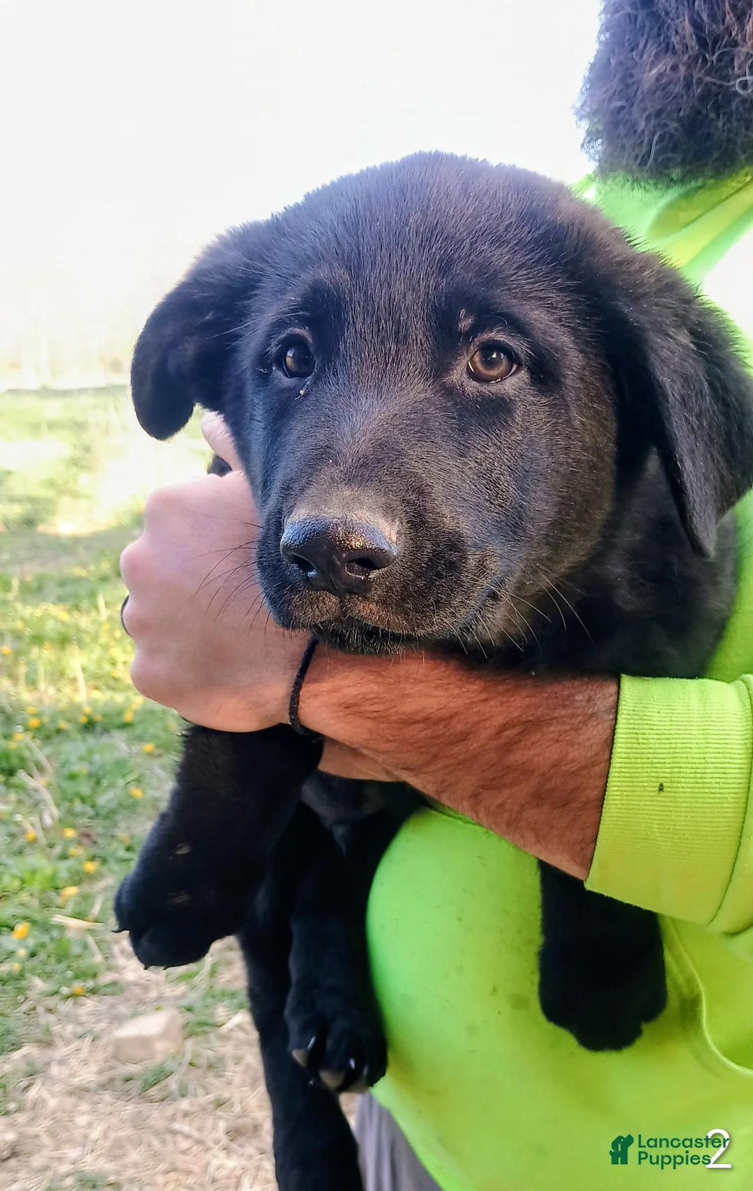 German Shepherd dogs for sale: German Shepherd Puppy 5 - Ad 1