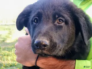 German Shepherd dogs German Shepherd Puppy 5 - Ad 14