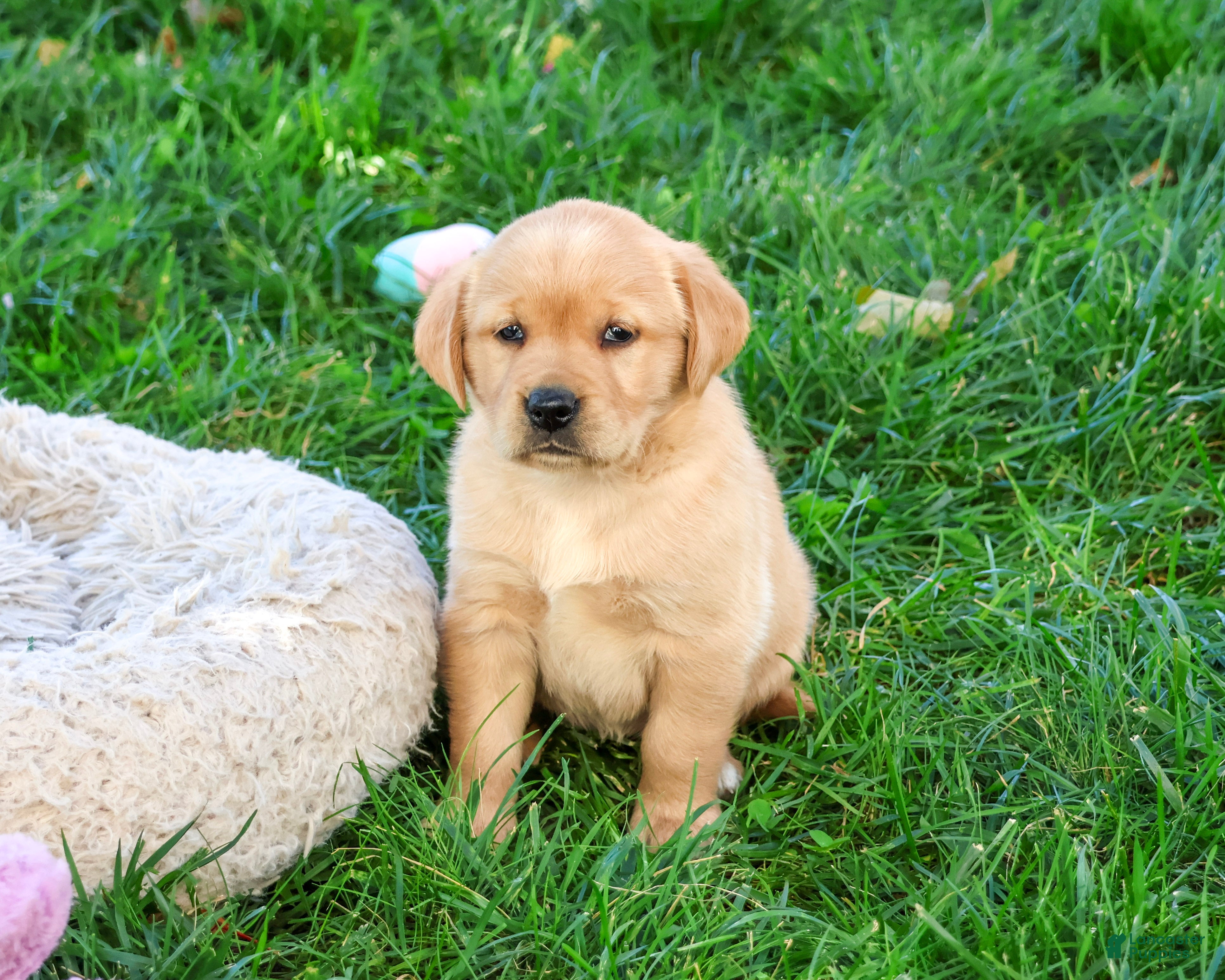 Goldador dogs for sale: Adira - Ad 2
