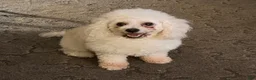 Bichpoo dogs for sale: Lucky - Ad 4